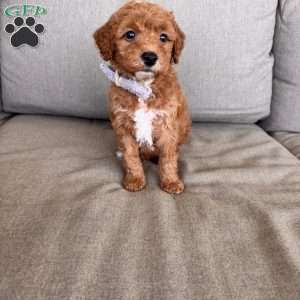 Becks, Mini Goldendoodle Puppy